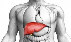 liver health